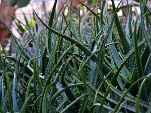 Perdre du poids naturellement grâce à l'aloe vera